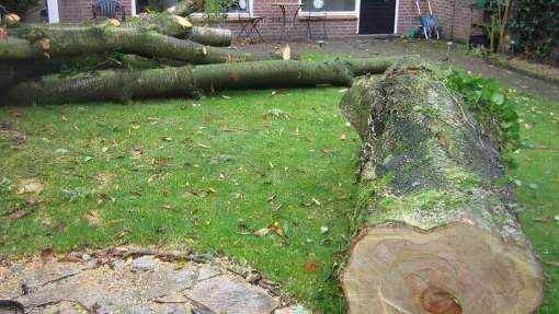 Bomen rooien Susteren